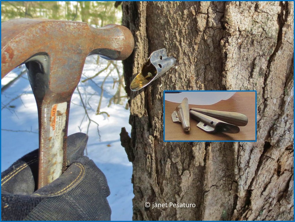 Inserting sap collection spout into a sugar maple