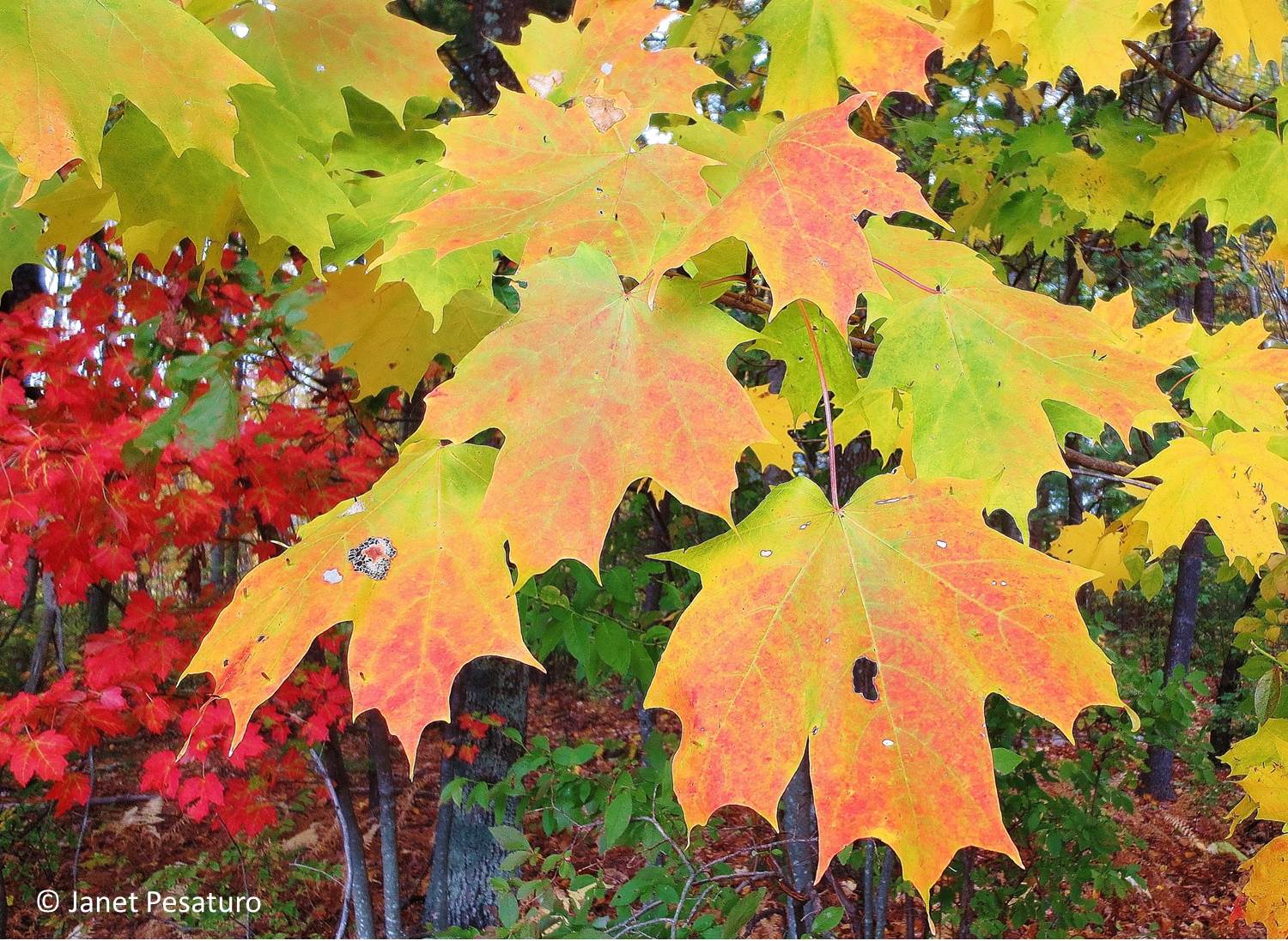 Maple Syrup Tree Leaf