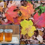 Sugar maple leaves and maple syrup