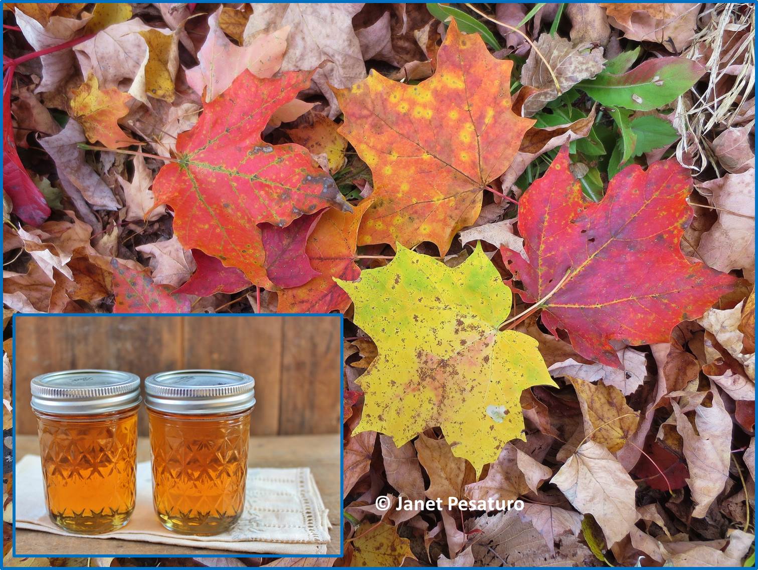 what type of maple tree makes syrup