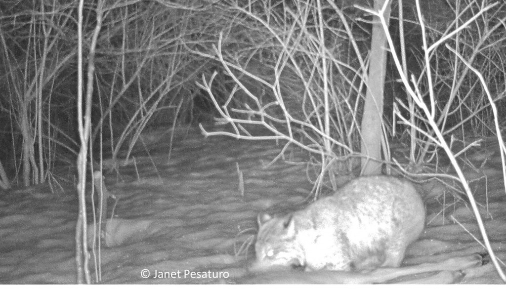 Bobcat scavenging deer begins to eat at the large, choice muscles of the rump and thigh.