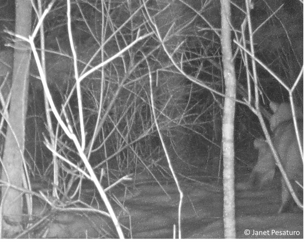 On the right, a bobcat walks away from the camera. I think he is carrying a rabbit. Do you agree?