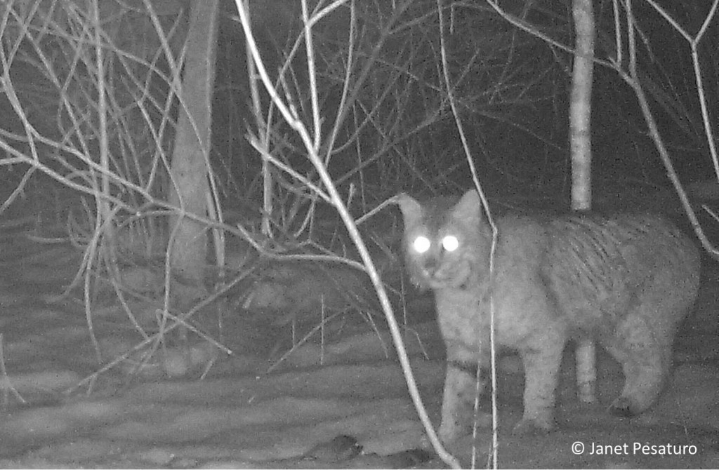 Bobcat photographed by trail camera in east-central MA