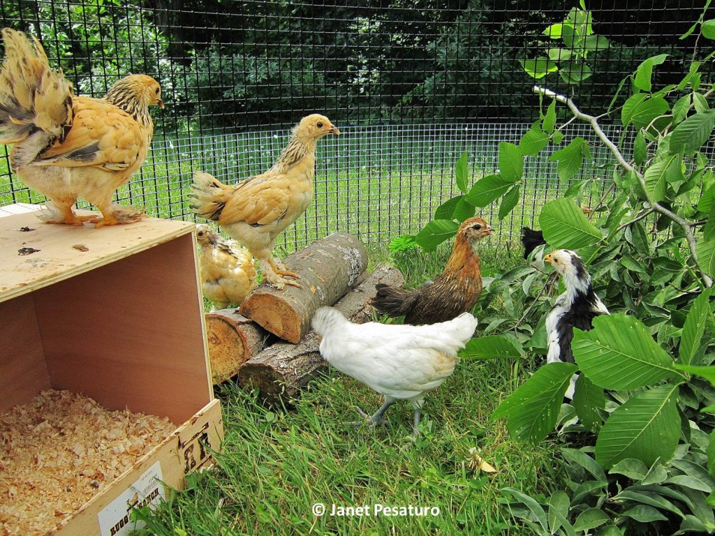 These young bantams enjoy perching on and flying from the logs and nest box in their baby chick playground.