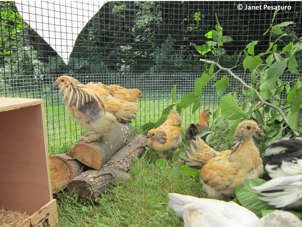 One chick spreads her wings on a perch, while the others explore, in their baby chick playground.