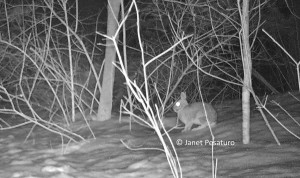 A favorite on the bobcat's menu, cottontail rabbits are abundant at the site of my baited camera trap.
