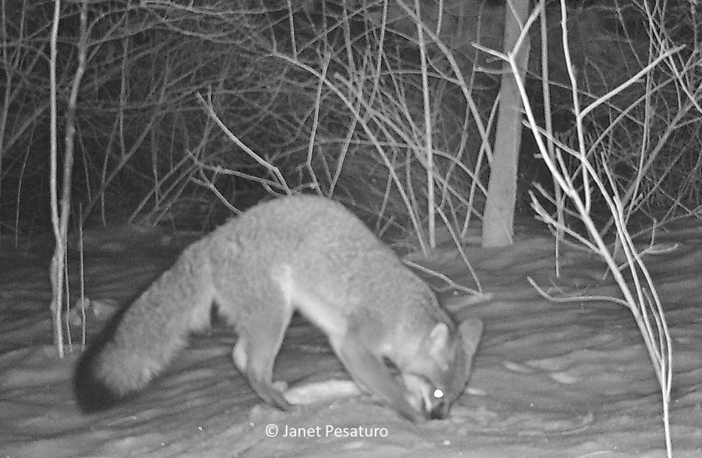 The gray fox caught by camera trap, when it first noticed that something edible was under the snow
