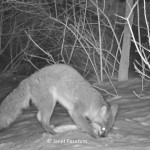 Gray fox with black tipped tail and pale legs and feet.