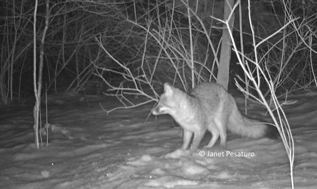 Gray fox at snow covered deer carcass pauses cautiously. The black tipped tail and pale legs and feet distinguish it from the red fox.