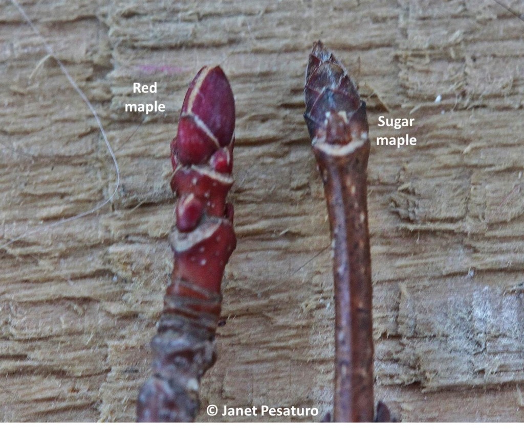 Closeup of red maple and sugar maple buds. Unlike buds of any other maple, sugar maple buds are narrow, pointed, brownish-purple, and have many scales.