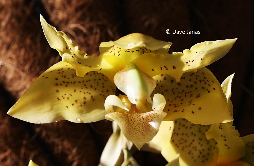 Stanhopea occulata, the inspiration for lemon mint frozen yogurt with chocolate chips.
