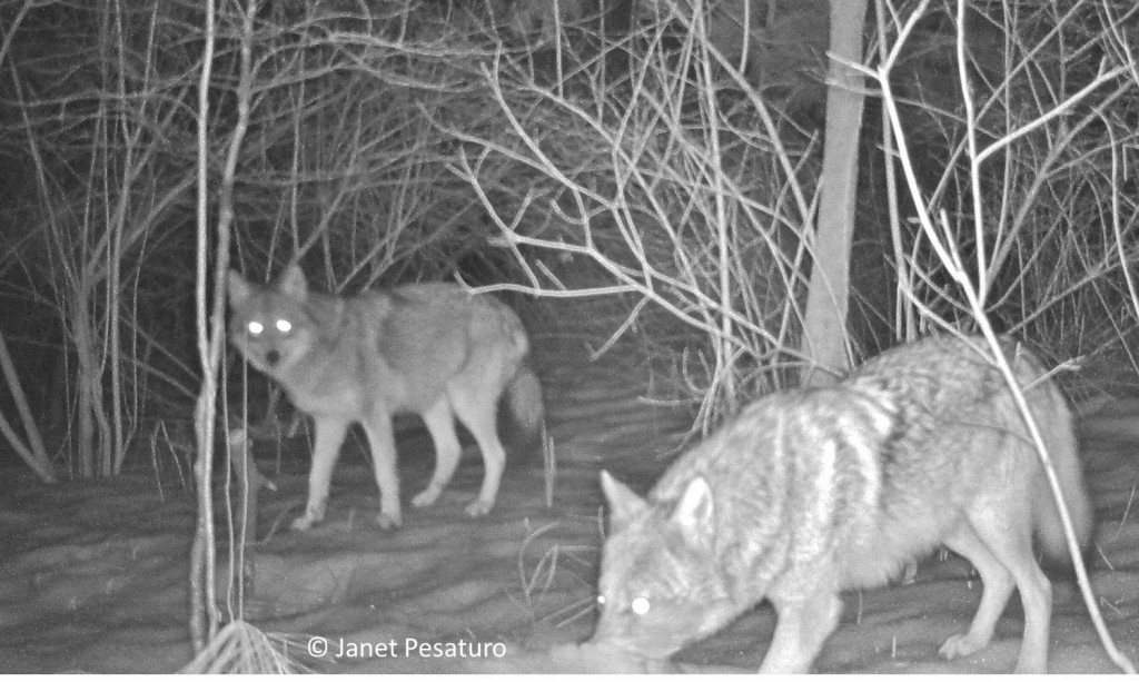 These two eastern coyotes visiting the deer carcass, often looked suspiciously at the camera.