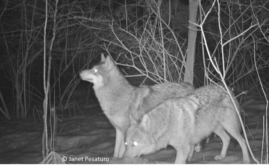 Beautiful pair of eastern coyotes. When together at the deer carcass, one seemed to stay on watch while the other ate.