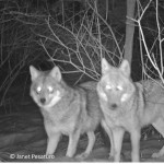 A coyote couple at a camera trap baited with a road killed deer