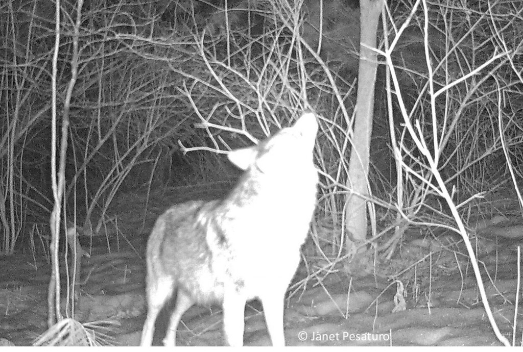 I've read that coyotes do not howl to call each other to share food, but photos from my trail camera suggest otherwise. Sometimes when only one showed up, it appeared to howl or bark. I'm not sure why it would vocalize before eating, if not to call its mate.