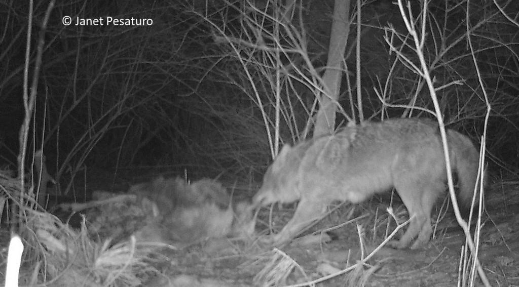 The deer carcass was frozen to the ground for days, but here the persistent canid finally succeeded in dragging it to a secluded spot, about 20 feet away. I then moved the camera to the new site of the carcass, but the coyotes dragged it away again.