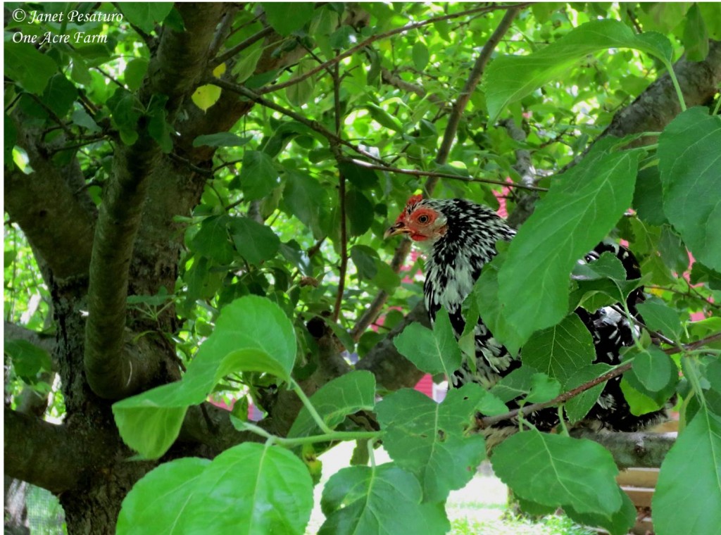 The popular image is of chickens roaming open pastures, but they prefer to live among trees and shrubs. Mine like to perch in the lower branches of our apple trees.