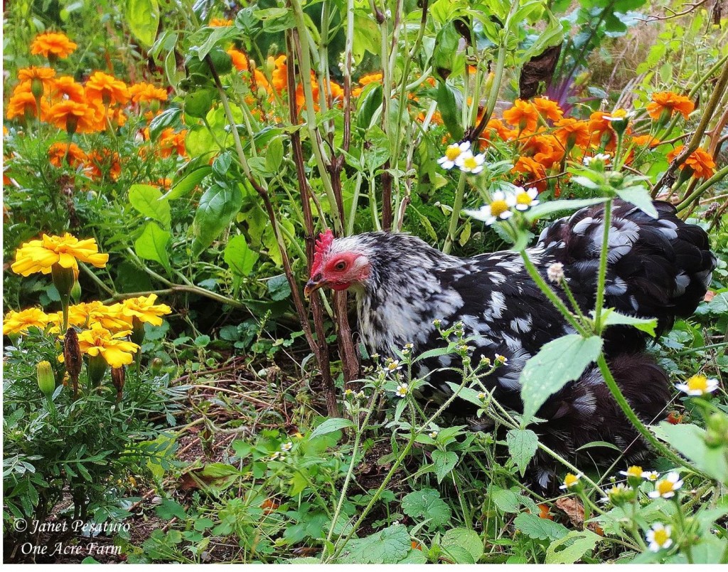 In early fall, I give my chickens the run of the our vegetable and herb garden. This bantam mottled cochin enjoys the diversity of plants and insect foods.