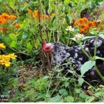 Mottled cochin hen enjoying flowers, herbs, and weeds