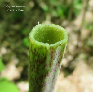Cutting a stalk of Japanese knotweed shows its hollow core.