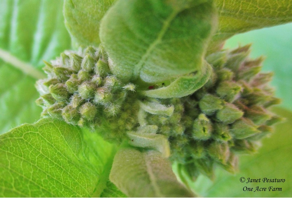 Flower bud clusters of common milkweed, Asclepias syriaca
