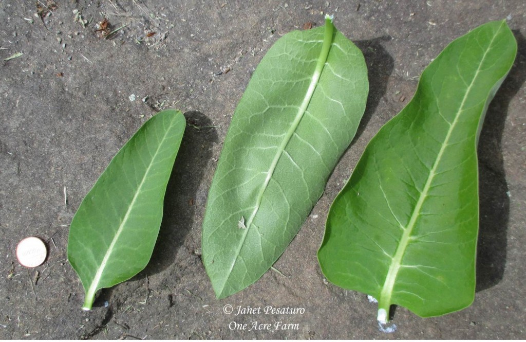 Leaves of common milkweed, with a penny for scale. Note the white milky substance leaking out of the leave on the far right,