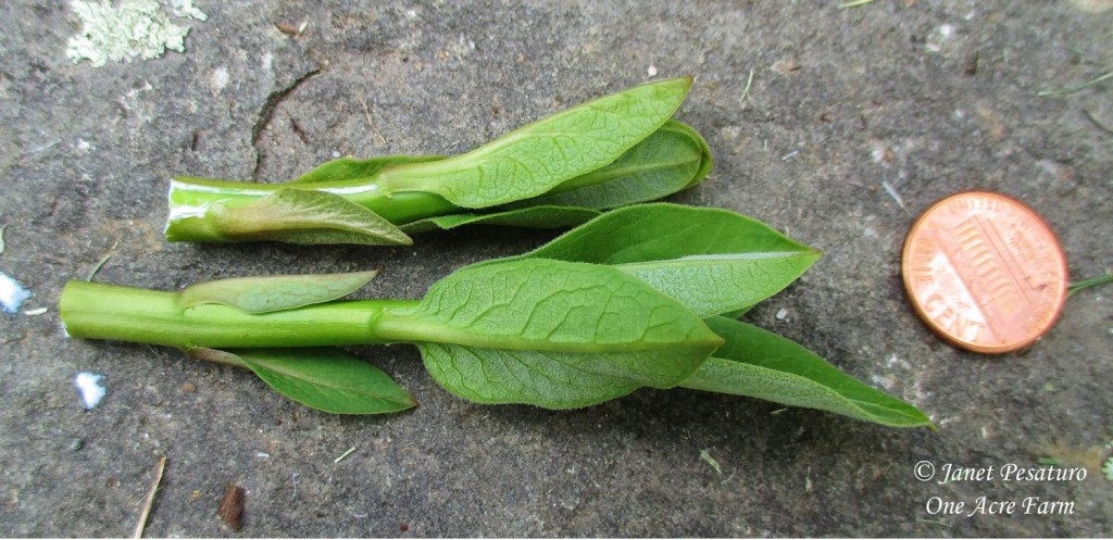 Shoots of common milkweed, Asclepias syriaca