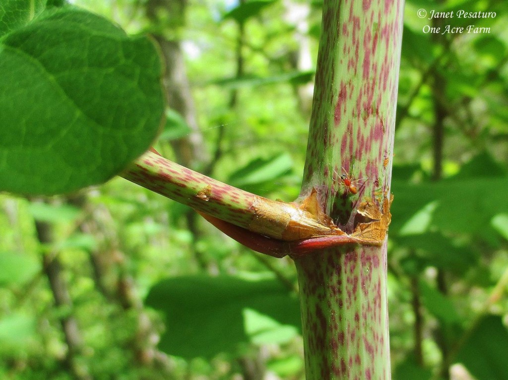 Notice the brown papery material at the node of this Japanese knotweed stalk.