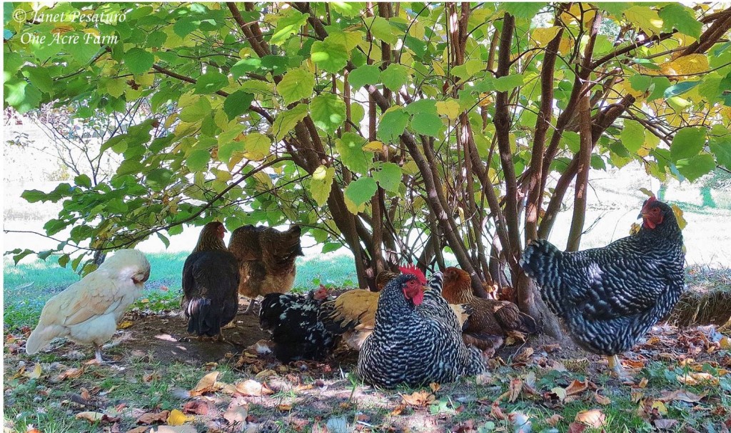 Our flock enjoys an afternoon siesta under a hazelnut bush.