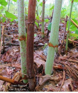 Japanese knotweed stalks, both fresh young ones, and an old dead one from the previous year.