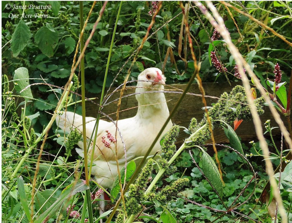 Chickens prefer overgrown weedy fields over mowed lawn, because the former offers a much greater diversity of plant and insect foods. Take this into consideration when creating a chicken habitat.