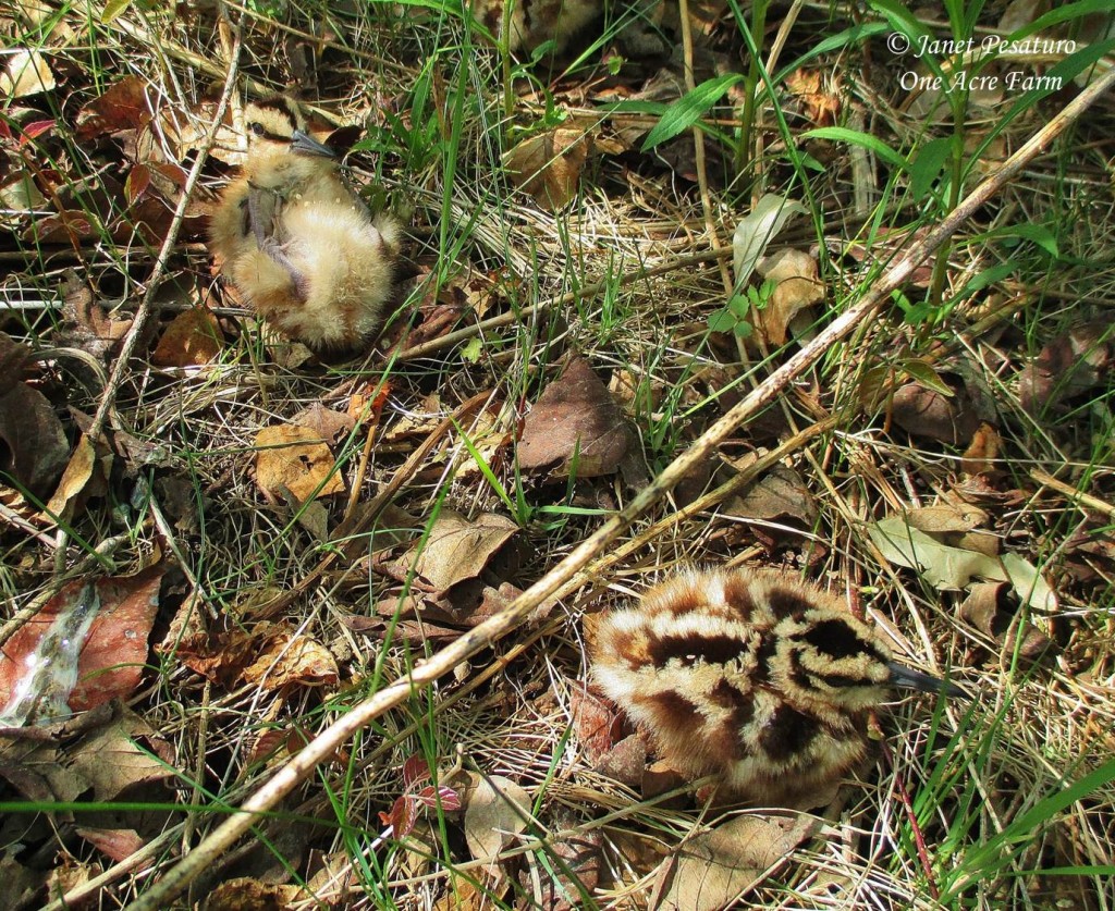 American woodcock chicks, after I accidentally flushed their mother. Her sudden take off must have sent the chick on the left rolling.