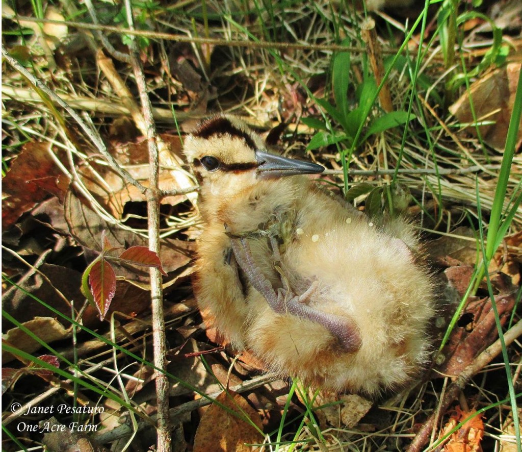 American woodcock chick, belly up