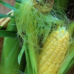 6 Tips for Growing Corn in Small Spaces