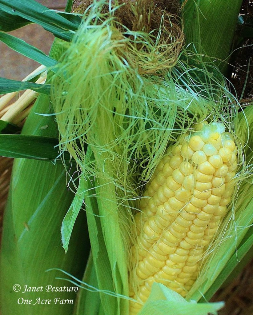 6 Tips for Growing Corn in Small Spaces. You, too, can grow full, plump ears of corn like this one.
