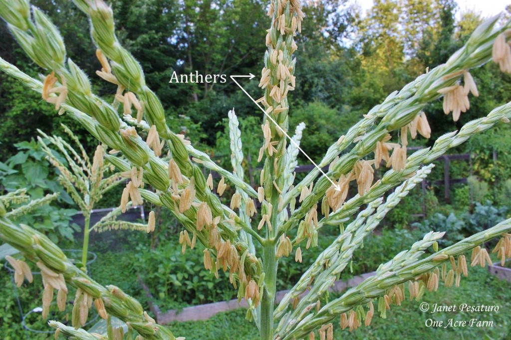 6 Tips for Growing Corn in Small Spaces. It's important to understand corn pollination. This is a photo of the tassels of one corn plant, with anthers labelled. 