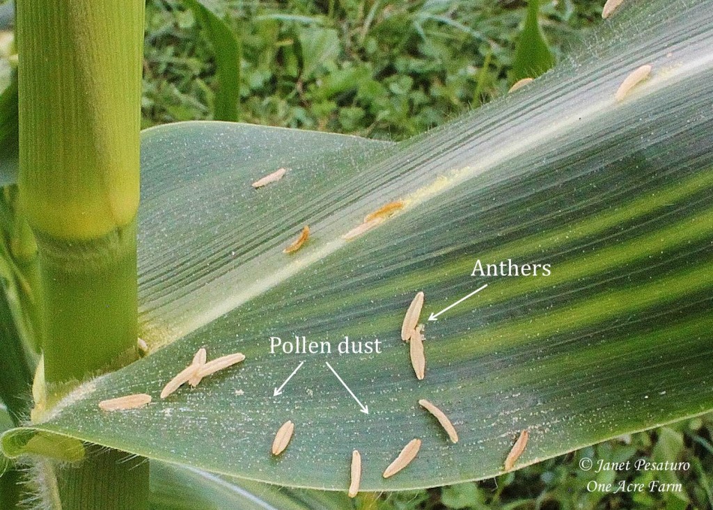 6 Tips for Growing Corn in Small Spaces. Understanding corn pollination is part of it. This photo shows the anthers and pollen grains.