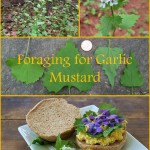 Foraging garlic mustard. Where to find it, and how to identify, harvest, and eat it.