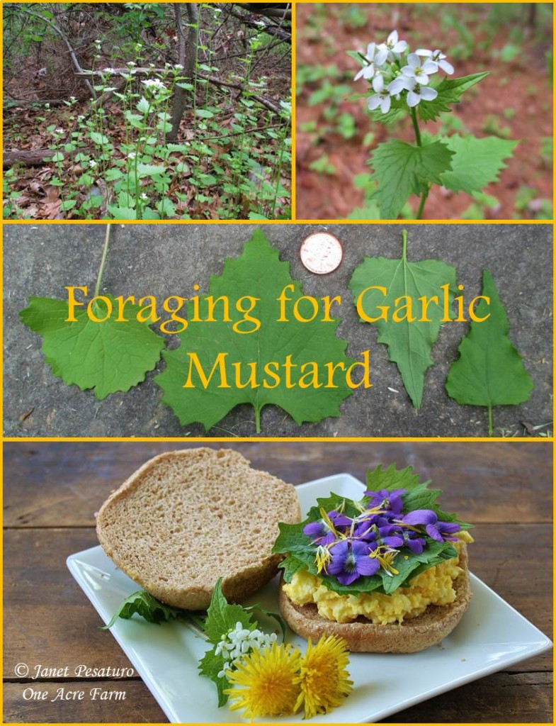 Foraging for Garlic Mustard. How to identify it, where to find it, and how to harvest this abundant wild edible plant.