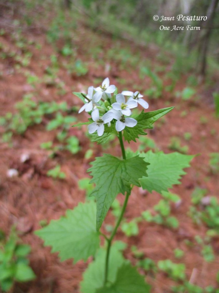 Foraging for Garlic Mustard. Photo shows the 4-petaled, tiny white flowers atop this wild edible plant.