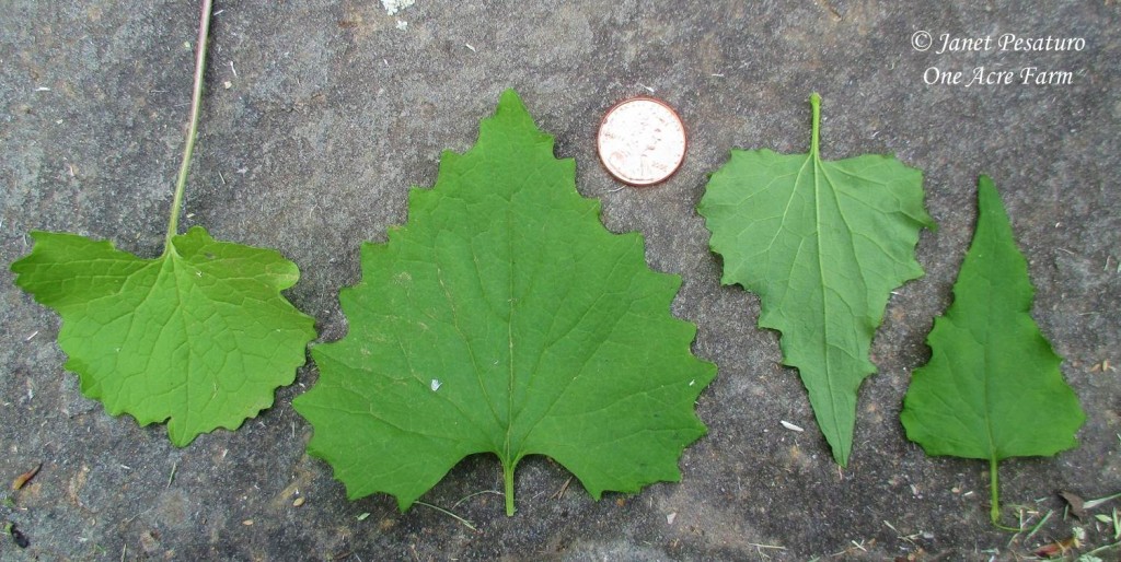 Foraging for Garlic Mustard. Photo shows lower most to upper most leaves, from left to right.