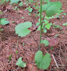Foraging for Garlic Mustard. This photo shows the typical lower leaves.