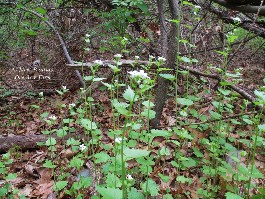 Foraging Garlic Mustard. Photo shows a typical patch of this delicate looking plant topped with tiny white flowers.