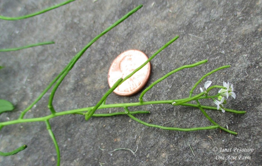 Foraging for Garlic Mustard. Photo shows long, skinny seed pods. Coin placed for scale.