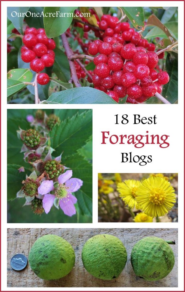 18 Best Foraging Blogs