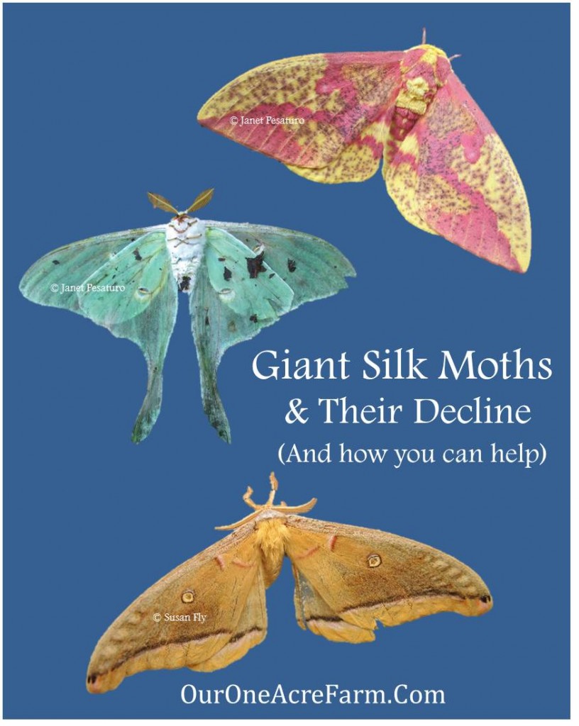 Giant Silk Moths and their Decline
