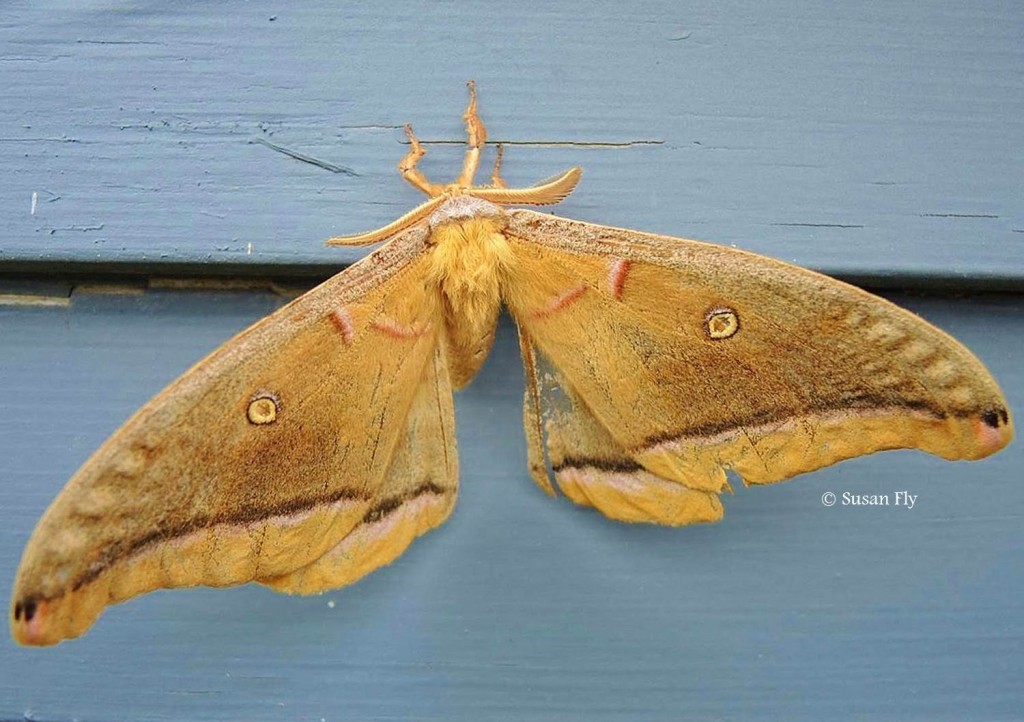 Giant Silk Moths and their Decline