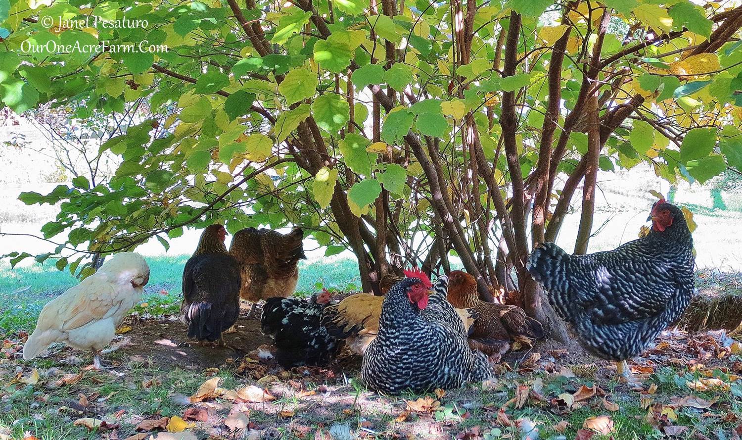 Laced Brahma's (Selecting for best offspring)  BackYard Chickens - Learn  How to Raise Chickens