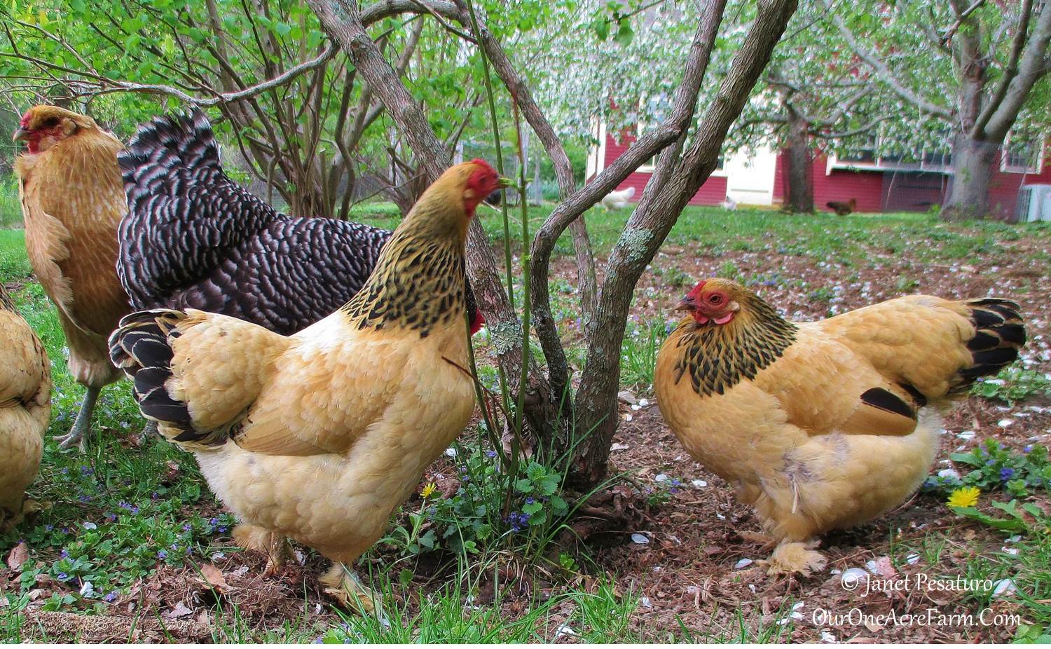 5 Fresh Fertile Chicken Hatching Eggs Rare Breeds Assorted Barnyard mix BLRW 