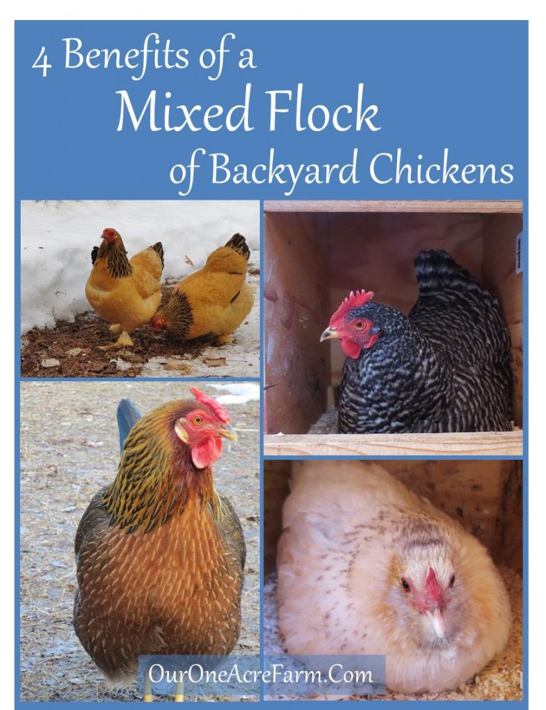 4 Benefits of a Mixed Flock of Backyard Chickens